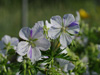 Bodziszek Geranium pratense 'Splish-splash'