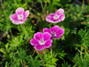 Bodziszek Geranium sanguineum 'Elke'