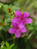 Bodziszek Geranium soboliferum 'Starman'