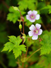 Bodziszek Geranium wallichianum 'Crystal Lake'