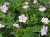 Bodziszek Geranium x oxonianum Maurice Moka