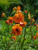 Kuklik Geum 'Fire Storm'