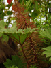 Gunnera killipiana 'BSWJ9009'