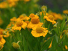 Dzielan Helenium autumnale 'Tijuana Brass'