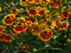 Dzielan Helenium hybrida 'Biedermeier'