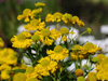 Dzielan Helenium hybrida 'Double Trouble'