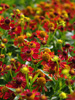 Dzielan Helenium hybrida 'Ruby Tuesday'
