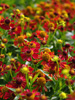 Dzielan Helenium hybrida 'Ruby Tuesday'