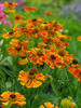 Dzielan Helenium hybrida 'Waltraut'