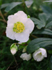 Ciemiernik Helleborus 'Ice Dance'