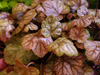 urawka Heuchera 'Apricot'