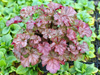 urawka Heuchera 'Pinot Gris'