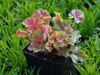 urawka Heuchera 'Pretty Perinne'