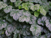 urawka Heuchera 'Silver Dollar'