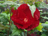 Hibiskus bagienny 'My Valentine' Hibiscus