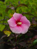 Hibiskus bagienny 'Summer Storm' Hibiscus