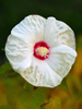 Hibiskus bagienny 'Old Yella' Hibiscus