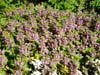 Jasnota Lamium maculatum Golden Anniversary