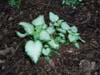 Jasnota Lamium maculatum 'White Nancy'