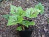 Tiarella sercolistna Tiarella cordifolia 'Tiger Stripe'