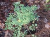 Corydalis lutea