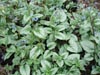 Brunnera macrophylla 'Jack Frost' (Brunera wielkolistna)