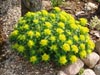 Wilczomlecz pstry Euphorbia polychroma