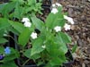 Uudka wiosenna Omphalodes verna 'Alba'