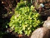 uraweczka Heucherella 'Gold Strike'