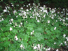 Bodziszek Geranium x cantabrigense 'Lohfelden'