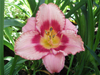 Liliowiec Hemerocallis 'Strawberry Candy'