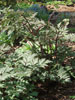 Actaea simplex 'Atropurpurea'