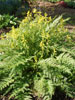 Corydalis cheilanthifolia