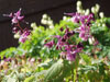 Epimedium grandiflorum 'Lilafee'