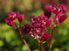 Astrantia major 'Claret'