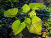 Brunnera macrophylla 'Diane's Gold' (Brunera wielkolistna)