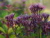 Sadziec Eupatorium purpureum 'Baby Joe'