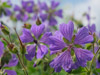 Bodziszek Geranium 'Philippe Vapelle'