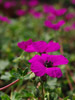 Bodziszek Geranium subcaulescens 'Giuseppii'