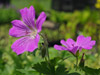 Bodziszek Geranium 'Sirak'