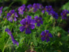 Bodziszek Geranium ibericum 'Vital'