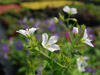 Bodziszek Geranium sylvaticum var. albiflorum