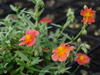 Posonek Helianthemum hybrida 'Fire Dragon'