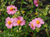 Posonek Helianthemum hybrida 'Lawrenson's Pink'