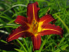 Liliowiec Hemerocallis 'Black Prince'