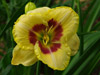 Liliowiec Hemerocallis 'Custard Candy'