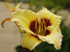 Liliowiec Hemerocallis 'Siloam Ury Winniford'