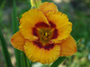 Liliowiec Hemerocallis 'Tigerling'