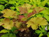 urawka Heuchera villosa 'Caramel'