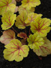 urawka Heuchera 'Electra'